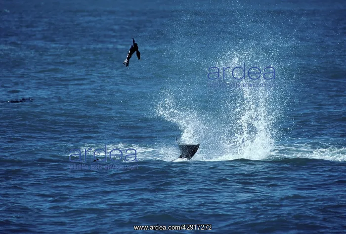 : Killer Whale / Orca - playing with captured Sealion pup : Killer Whale / Orca - playing with captured Sealion pup