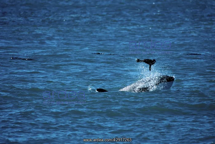 : Killer whale / Orca - Playing with captured South : Killer whale / Orca - Playing with captured South