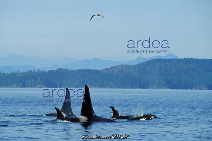 : Killer Whale / Orca - pod : Killer Whale / Orca - pod