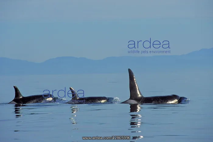 : Killer Whale / Orca - pod : Killer Whale / Orca - pod
