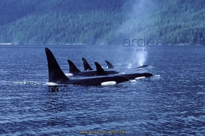 : Killer whale / Orca - Pod members resting together; : Killer whale / Orca - Pod members resting together;