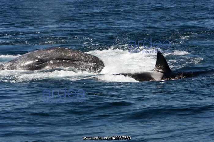  : Killer whale  /  Orca - A pod of Transient type killer