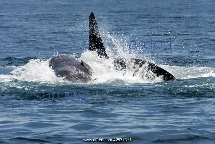 : Killer whale / Orca - A pod of Transient type killer : Killer whale / Orca - A pod of Transient type killer