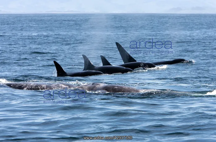 : Killer whale / Orca - A pod of Transient type killer : Killer whale / Orca - A pod of Transient type killer