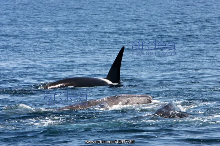 : Killer whale / Orca - A pod of Transient type killer : Killer whale / Orca - A pod of Transient type killer