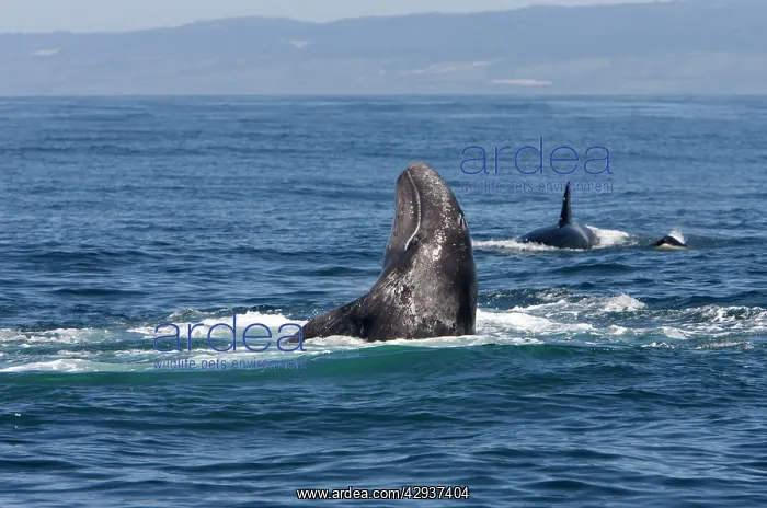 : Killer whale / Orca - A pod of Transient type killer : Killer whale / Orca - A pod of Transient type killer