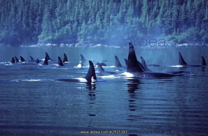 : Killer Whale / Orca - Several pods came together : Killer Whale / Orca - Several pods came together