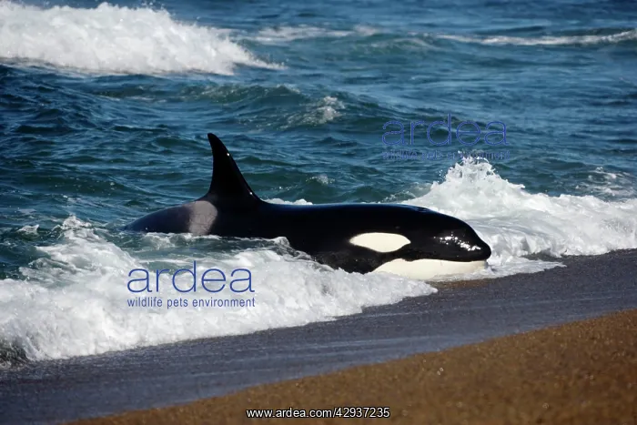 : Killer whale / Orca practicing intentional stranding : Killer whale / Orca practicing intentional stranding