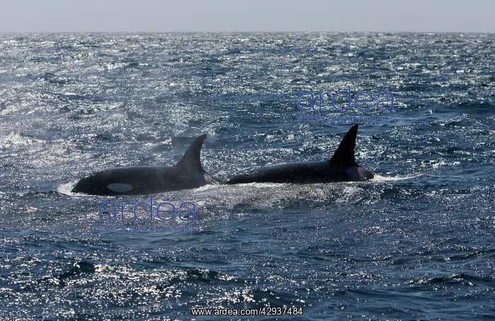 : Killer whale / Orca - Silhouetted against mid-afternoon : Killer whale / Orca - Silhouetted against mid-afternoon