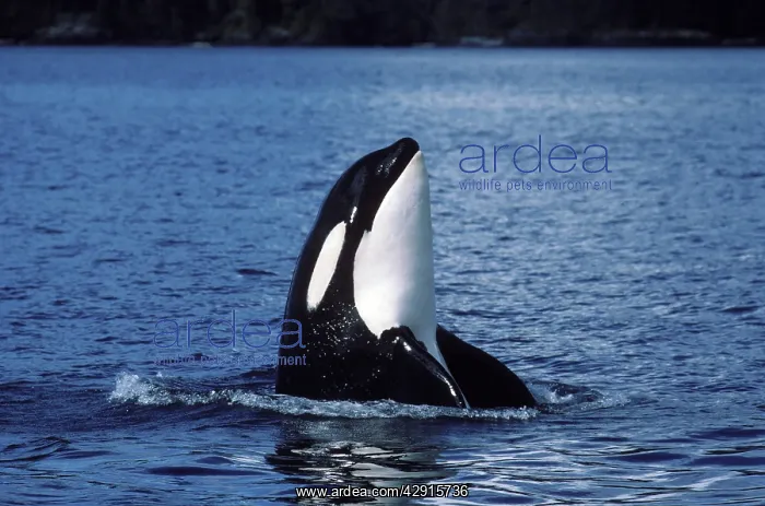 : Killer whale / Orca - Spyhopping : Killer whale / Orca - Spyhopping