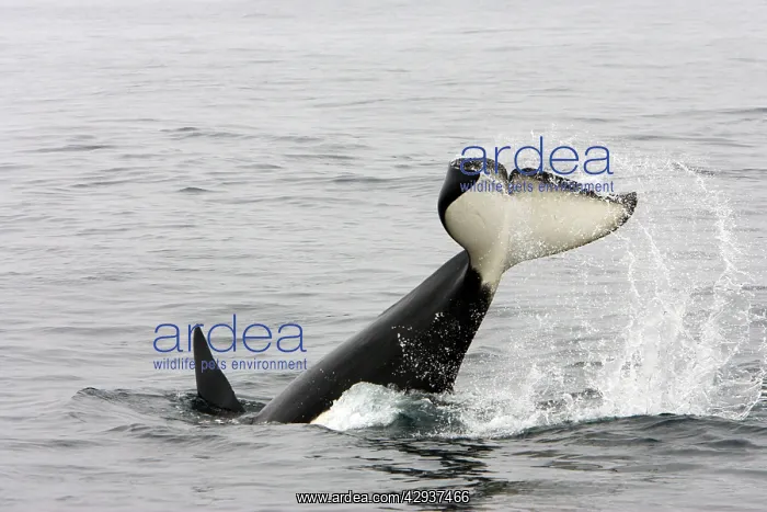 : Killer whale / Orca - tail-lobbing by an adult : Killer whale / Orca - tail-lobbing by an adult