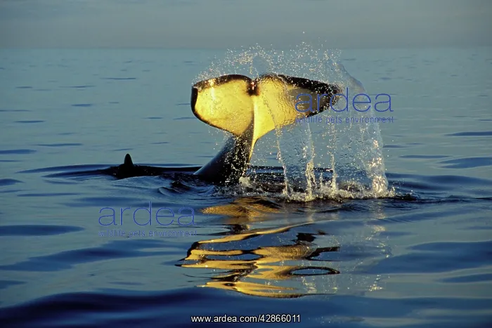 : Killer Whale / Orca - 'tail slapping', common behavior : Killer Whale / Orca - 'tail slapping', common behavior