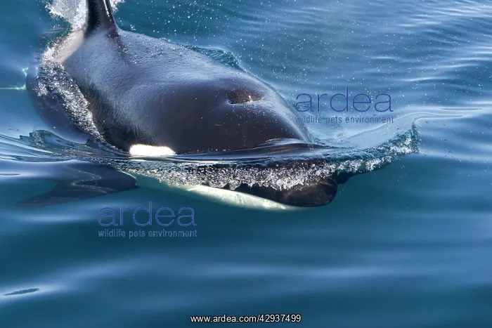 : Killer whale / Orca - transient type : Killer whale / Orca - transient type