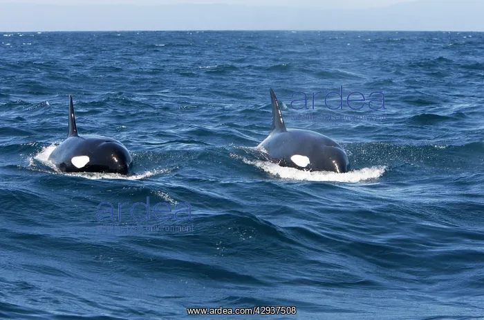 : Killer whale / Orca - transient type : Killer whale / Orca - transient type