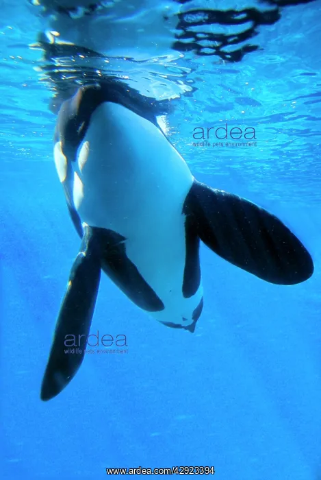 : Killer Whale / Orca - underwater : Killer Whale / Orca - underwater