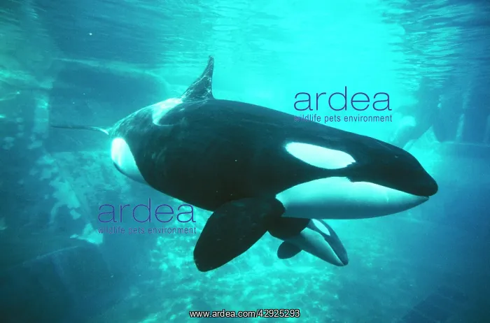 : Killer Whale / Orca - underwater : Killer Whale / Orca - underwater