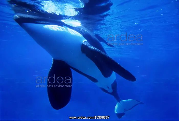 : Killer Whale / Orca - underwater : Killer Whale / Orca - underwater