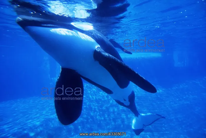 : KILLER WHALE / Orca - underwater in Aquarium : KILLER WHALE / Orca - underwater in Aquarium