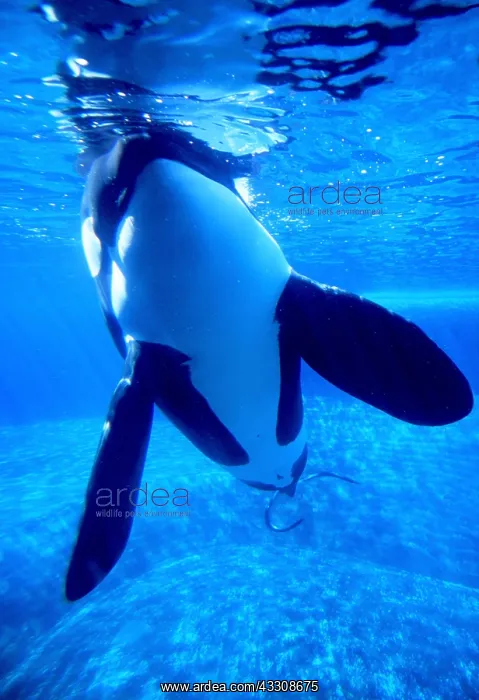 : KILLER WHALE / Orca - underwater in aquarium : KILLER WHALE / Orca - underwater in aquarium