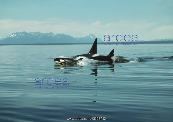 : Killer Whale / Orcas : Killer Whale / Orcas