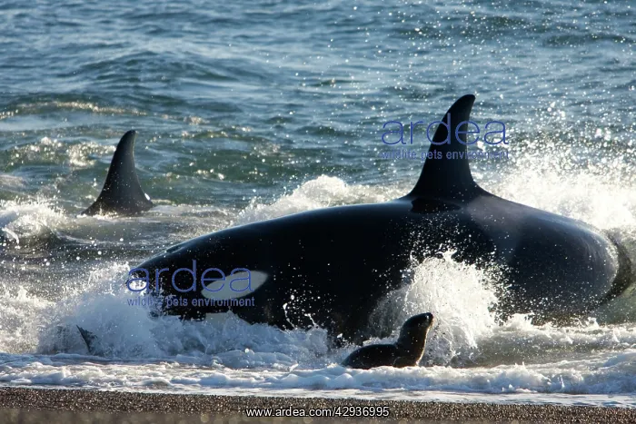 : Killer whale / Orcas - Hunting South American Sealion : Killer whale / Orcas - Hunting South American Sealion