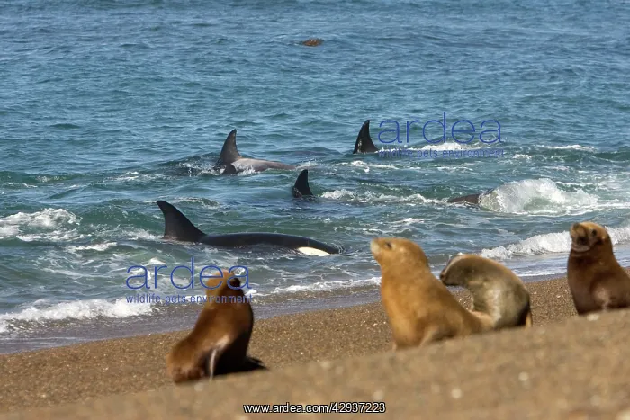 : Killer whale / Orcas practicing intentional stranding : Killer whale / Orcas practicing intentional stranding