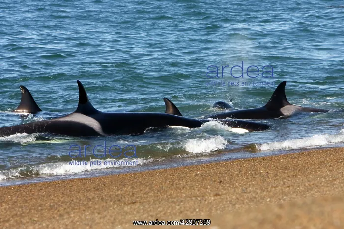 : Killer whale / Orcas practicing intentional stranding : Killer whale / Orcas practicing intentional stranding
