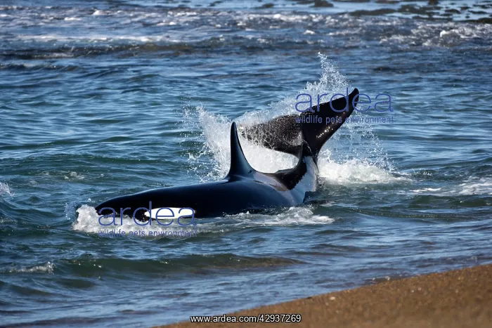  : Killer whale  /  Orcas practicing intentional stranding