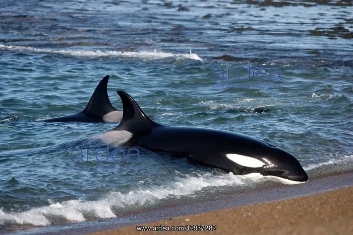 : Killer whale / Orcas practicing intentional stranding : Killer whale / Orcas practicing intentional stranding