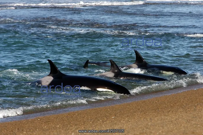 : Killer whale / Orcas practicing intentional stranding : Killer whale / Orcas practicing intentional stranding