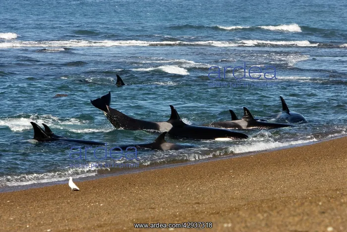 : Killer whale / Orcas practicing intentional stranding : Killer whale / Orcas practicing intentional stranding