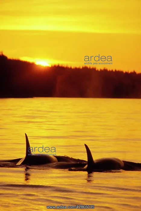 : Killer Whale / Orcas - Sunset : Killer Whale / Orcas - Sunset