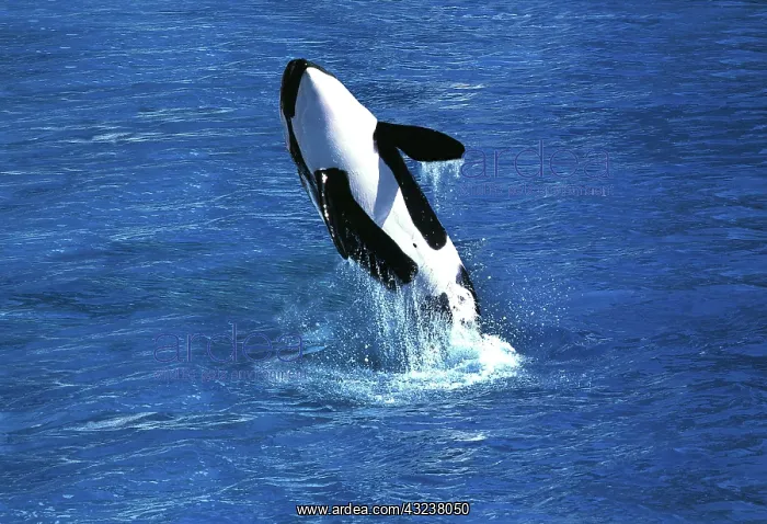 : Killer Whale (orcinus orca), Adult Breaching : Killer Whale (orcinus orca), Adult Breaching