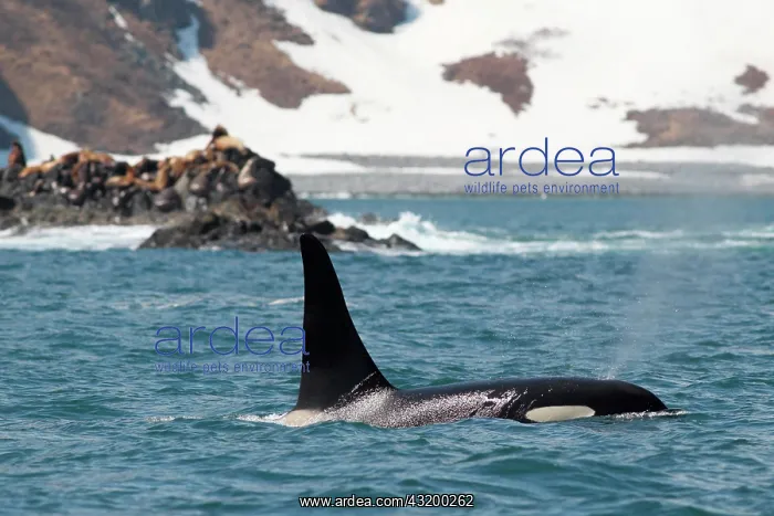 : Killer Whale (Orcinus orca), adult, spouting at : Killer Whale (Orcinus orca), adult, spouting at