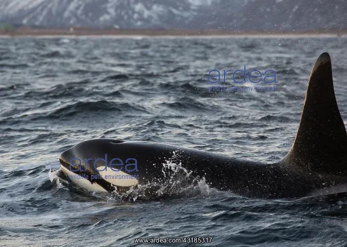 : Orca. Killer Whale (Orcinus orca) is following a herringball : Orca. Killer Whale (Orcinus orca) is following a herringball