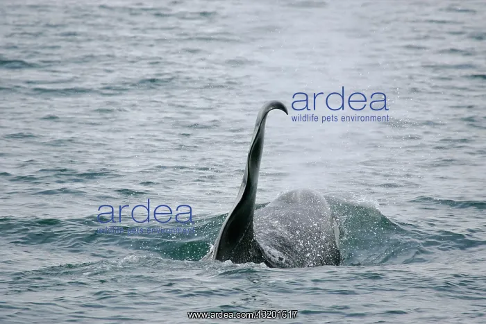  : Killer Whale Orcinus orca Prince Williams Sound