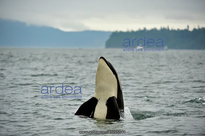 : Killer whale (Orcinus orca) in the Puget sound off : Killer whale (Orcinus orca) in the Puget sound off