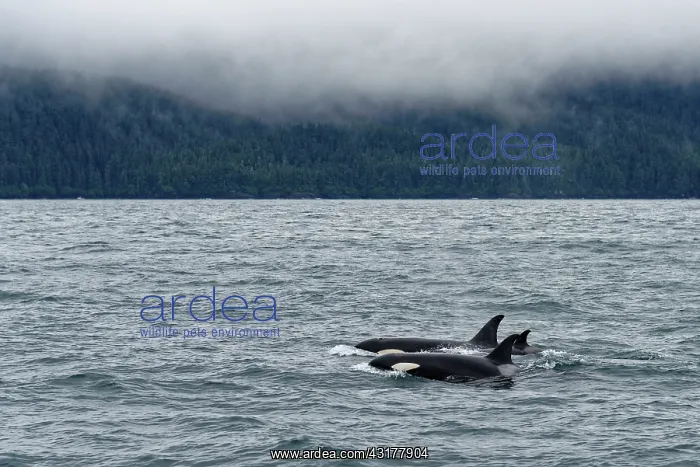 : Killer whale (Orcinus orca) swimming on the surface : Killer whale (Orcinus orca) swimming on the surface