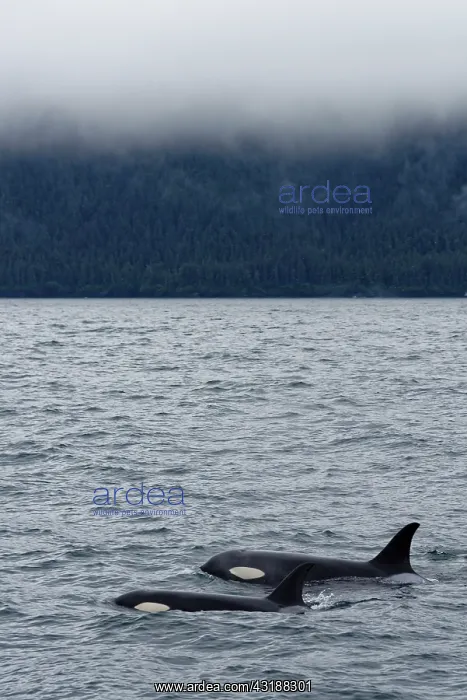 : Killer whale (Orcinus orca) swimming on the surface : Killer whale (Orcinus orca) swimming on the surface
