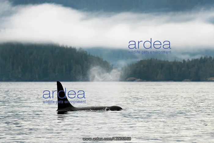 : Orca. Killer Whale (Orcinus orca) taking a breath : Orca. Killer Whale (Orcinus orca) taking a breath