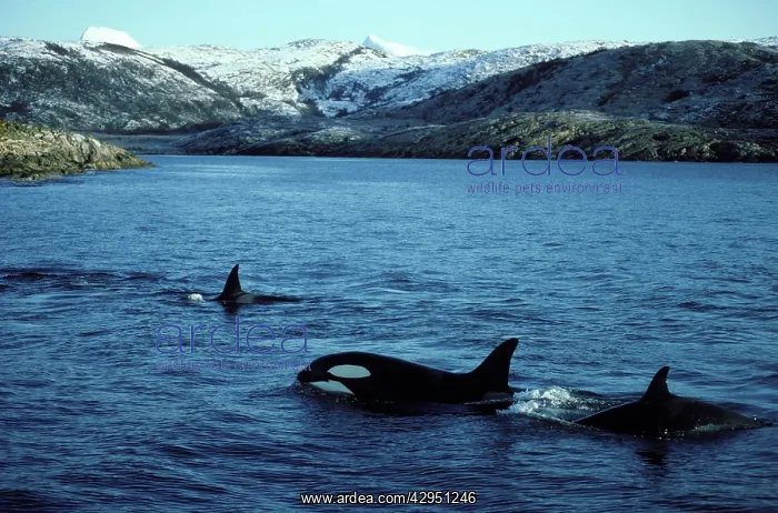 : Killer Whale - pod traveling near shore : Killer Whale - pod traveling near shore