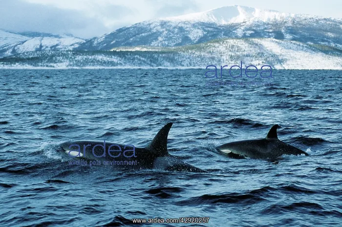 : Killer whale - this population of killer whales : Killer whale - this population of killer whales