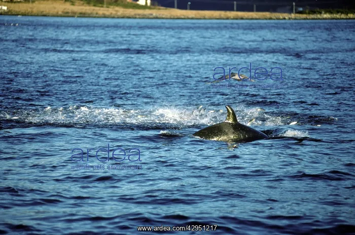 : Killer Whale - this population of killer whales : Killer Whale - this population of killer whales