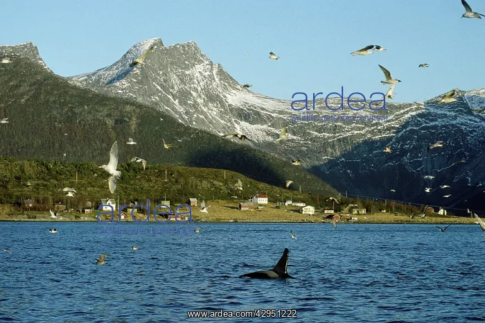 : Killer Whale - this population of killer whales : Killer Whale - this population of killer whales