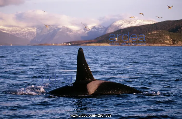 : Killer Whale - this population of killer whales : Killer Whale - this population of killer whales