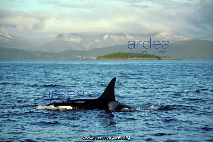 : Killer Whale - this population of killer whales : Killer Whale - this population of killer whales