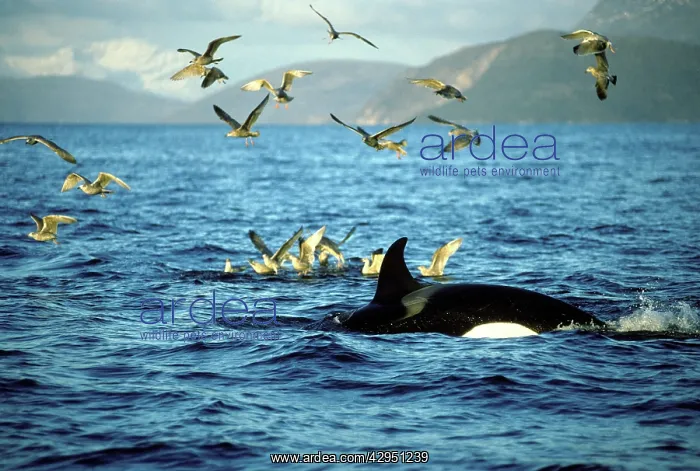 : Killer Whale - this population of killer whales : Killer Whale - this population of killer whales