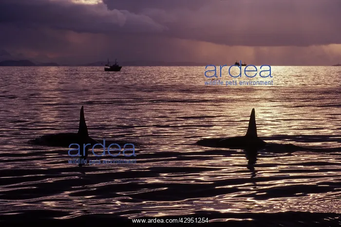 : Killer Whale - this population of killer whales : Killer Whale - this population of killer whales