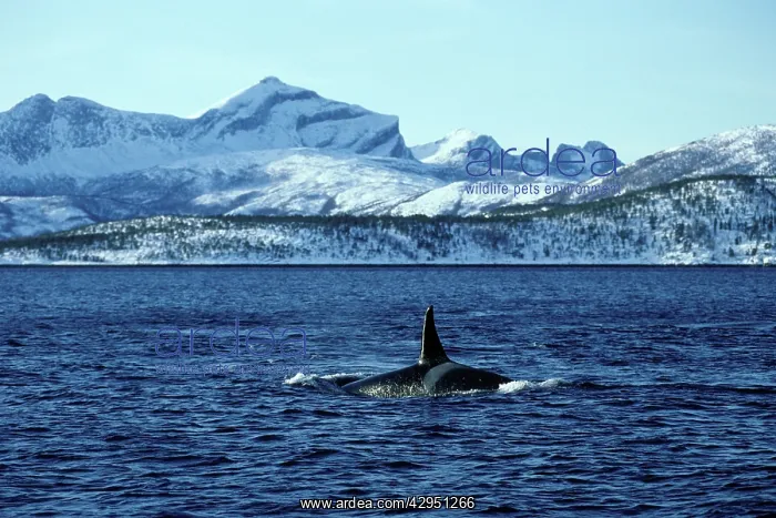 : Killer Whale - this population of killer whales : Killer Whale - this population of killer whales