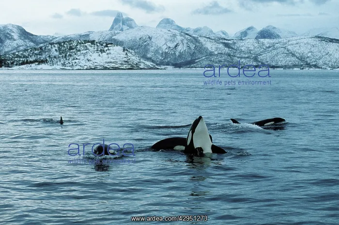 : Killer whale - this population of killer whales : Killer whale - this population of killer whales